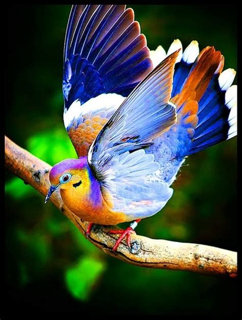 Beautiful Pictures Of Birds Ready To Take Off Or Fly
