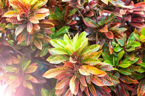Beautiful Plant With Leaves Of Different Colors. Stock ...