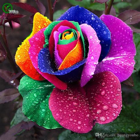 Beautiful Rainbow Rose Seeds Rare Flower Seeds DIY Home ...