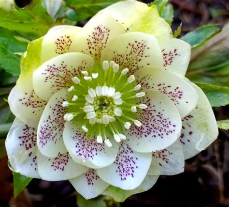 Beautiful Rare Flower Names | hortofilia | Rare flowers ...