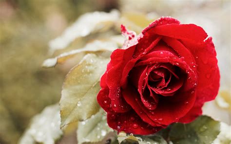 Beautiful Red Rose 4K Wallpapers | HD Wallpapers | ID #18647