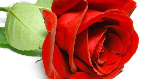 Beautiful red rose close up on March 8 wallpapers and images ...