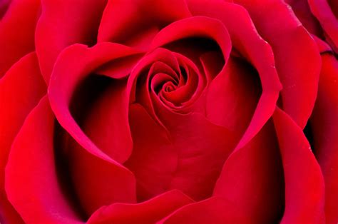 Beautiful Red Rose Free Stock Photo   Public Domain Pictures