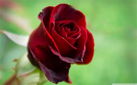 Beautiful Red Roses   Roses Photo  34610965    Fanpop