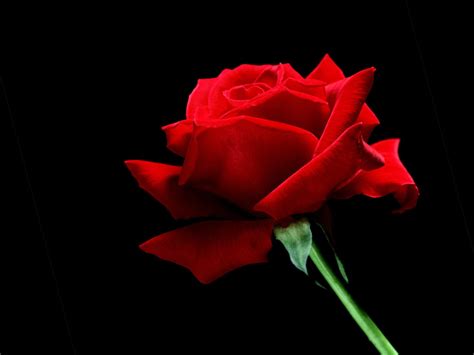 Beautiful Red Roses   Roses Photo  34610976    Fanpop