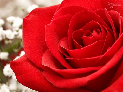 Beautiful Red Roses   Roses Photo  34610978    Fanpop