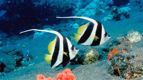 Beautiful Sea Fish | HD Wallpapers  High Definition ...