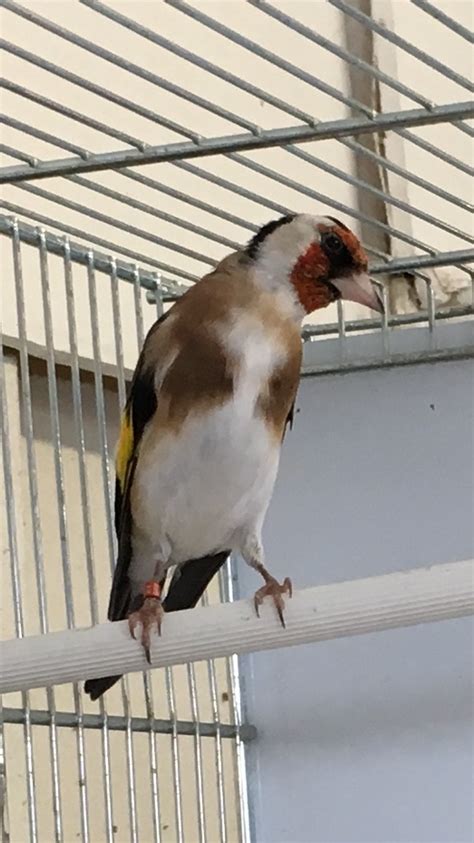 BEAUTIFUL SIBERIAN GOLDFINCH FOR SALE | Finches for Sale ...