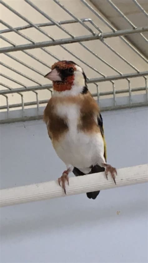 BEAUTIFUL SIBERIAN GOLDFINCH FOR SALE | Finches for Sale ...