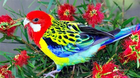 Beautiful Wallpapers for Desktop: Beautiful Birds HD ...