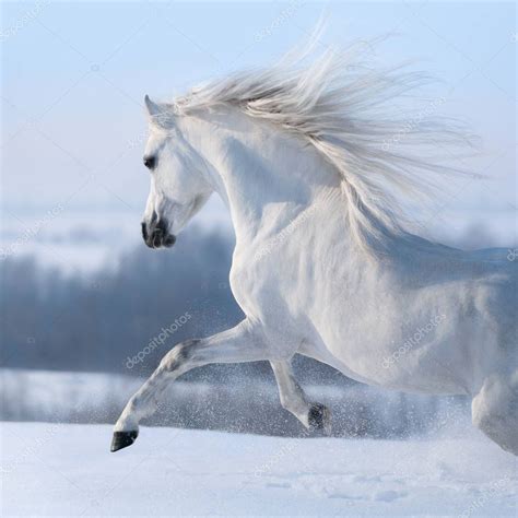 Beautiful White Horse Long Mane Galloping Winter Snowy Meadow — Stock ...