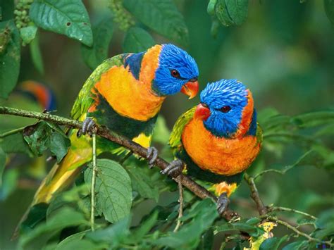 Beauty Secrets and Health Tips: Worlds Most Beautiful Birds