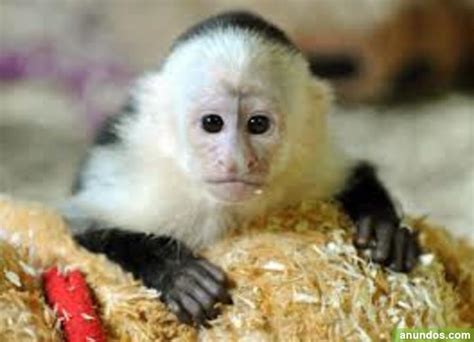 Bebé capuchino monos para su adopción   Santa Cruz de Tenerife