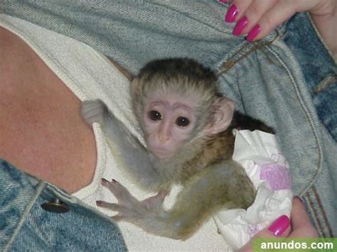 Bebé monos capuchinos para libre adopción   Bienservida