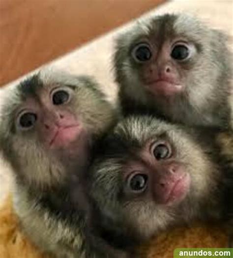 Bebé monos tití listos para casas nuevas de vida   Alameda del Valle