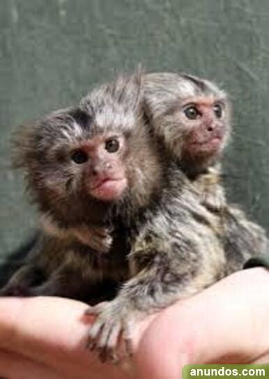 Bebé monos tití para la adopción*****   Ceuta Ciudad