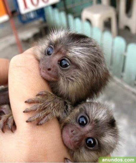 Bebé monos tití pigmeo   Alpandeire