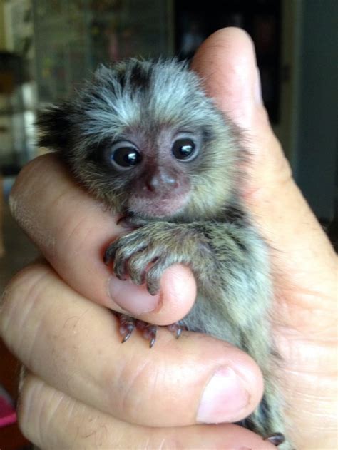 Bebé Monos Titi y Capuchinos Para Adopcion AHORA