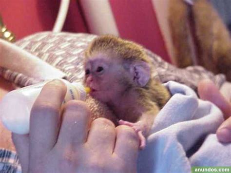 Bebés gemelos mono capuchino para la venta   Alcolea