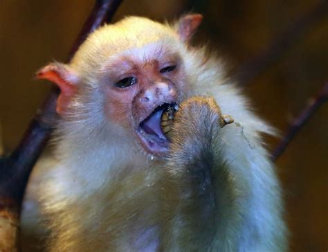 Bebés monos muuuuuy monos  FOTOS  | Fotos, Moños y Bebe