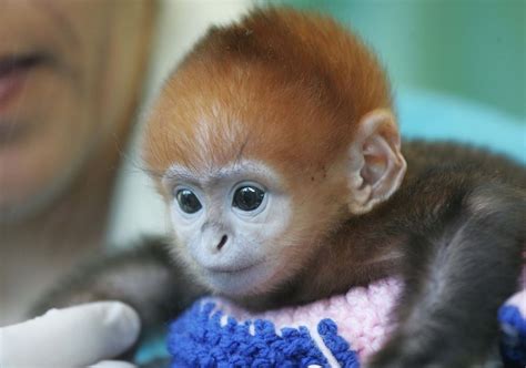Bebés monos muuuuuy monos  FOTOS  | Videos divertidos de ...