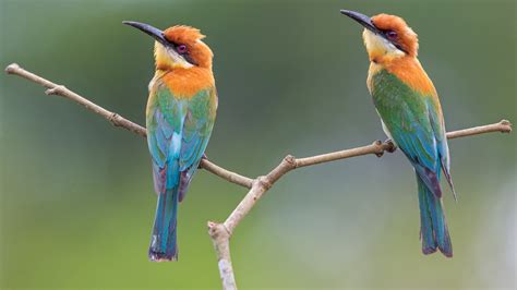 Bee eater HD Wallpaper | Background Image | 1920x1080 | ID ...