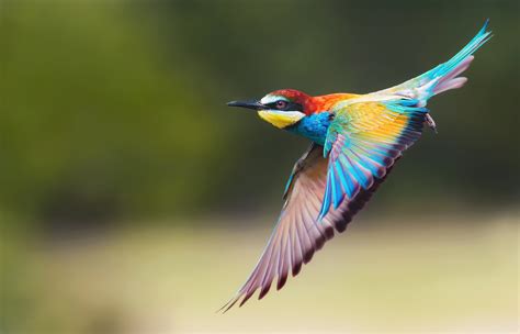 Bee eater HD Wallpaper | Background Image | 1920x1232 | ID ...