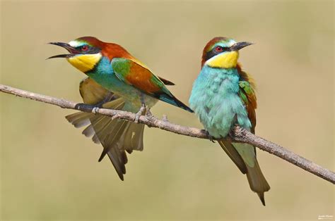 Bee eater HD Wallpaper | Background Image | 2048x1357 | ID ...