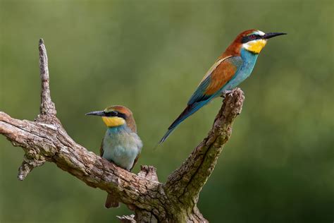 Bee eater HD Wallpaper | Background Image | 2048x1366