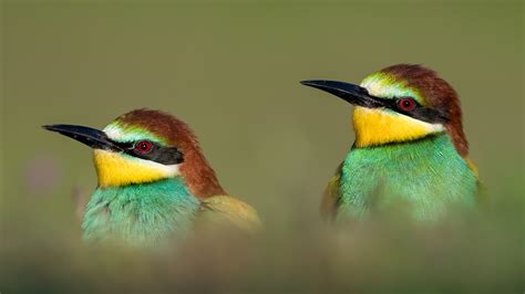 Bee Eater Hides – Bence Mate s