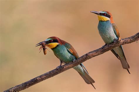Bee eater Photograph by Paolo Bolla