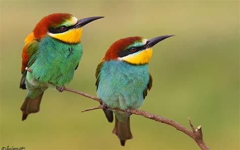 Bee eater Wallpapers, Pictures, Images