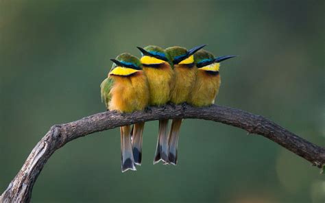 Bee eater Wallpapers, Pictures, Images