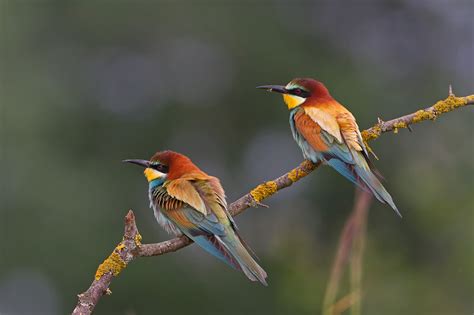 Bee eater Wallpapers, Pictures, Images