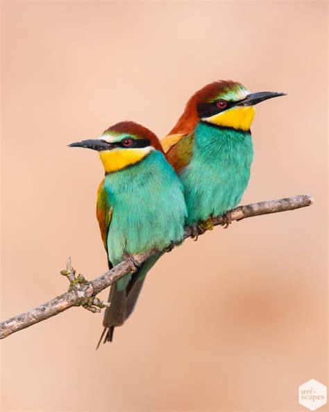 Bee eaters Archives   Aviscapes