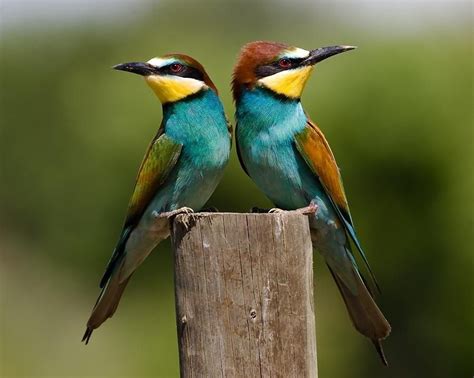 Bee eaters. | Beautiful birds, Bird, Bird pictures
