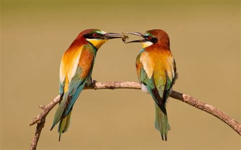 Bee Eaters Birds Insect wallpaper | 1920x1200 | #11675