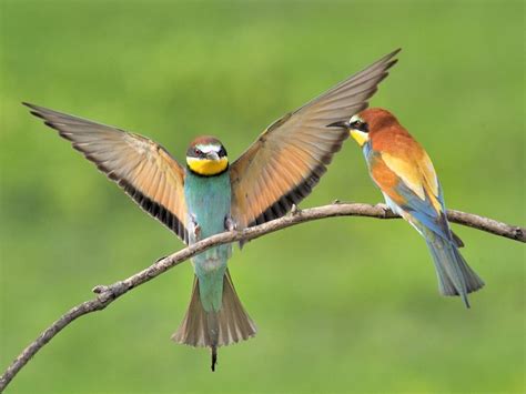 Bee Eaters courting | Smithsonian Photo Contest | Smithsonian