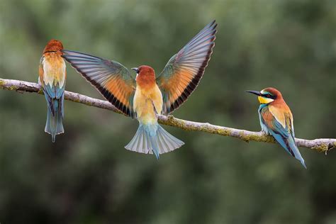 Bee Eaters, HD Birds, 4k Wallpapers, Images, Backgrounds ...
