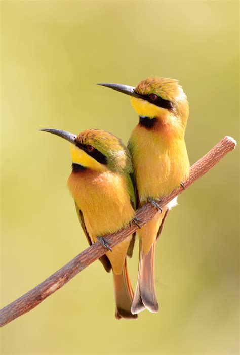 Bee Eaters | Nature birds, Birds, Pet birds
