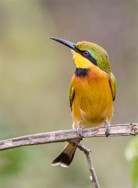 Bee Eaters of South Africa   FM Forums
