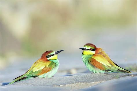 Bee eaters Photograph by Manuel Presti/science Photo Library