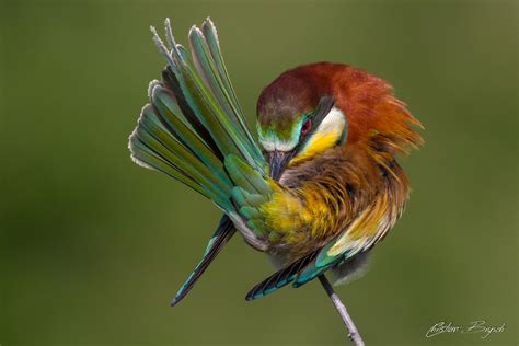 Bee eaters – Nature Enthusiastic