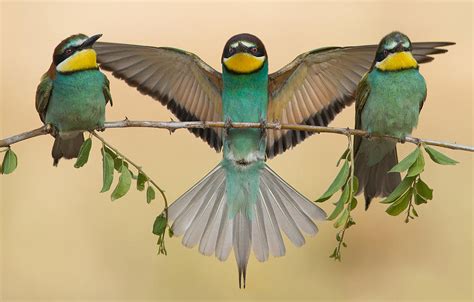 Bee eaters Trio Photograph by Eliran Sagie