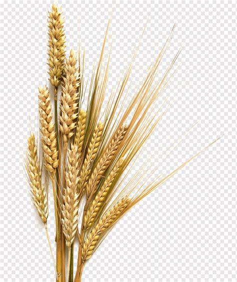 Beer Stout Common wheat Cereal, Barley Background, wheat plant, food ...