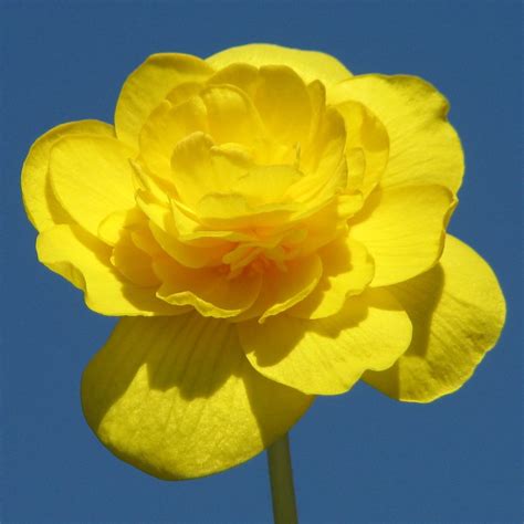 Begonia amarillas :: Imágenes y fotos