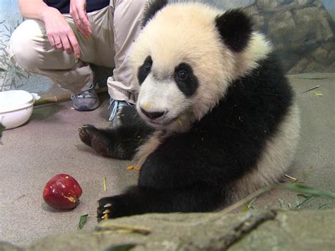 Bei Bei   Giant panda Bei Bei turns one   Pictures   CBS News