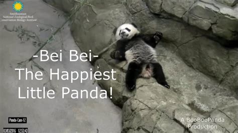 Bei Bei   The Happiest Little Panda  & ChiChi!    YouTube