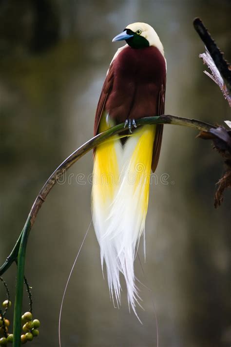 Bel oiseau du paradis image stock. Image du animal ...