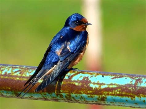 Bellas Aves de El Salvador: Hirundo rustica  golondrina ...